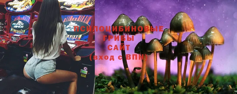 хочу   Беслан  Псилоцибиновые грибы Psilocybe 