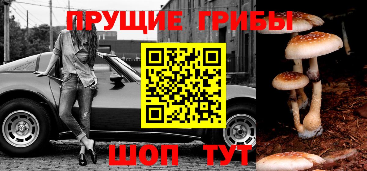 Псилоцибиновые грибы мицелий  Беслан  Псилоцибиновые грибы Psilocybe 